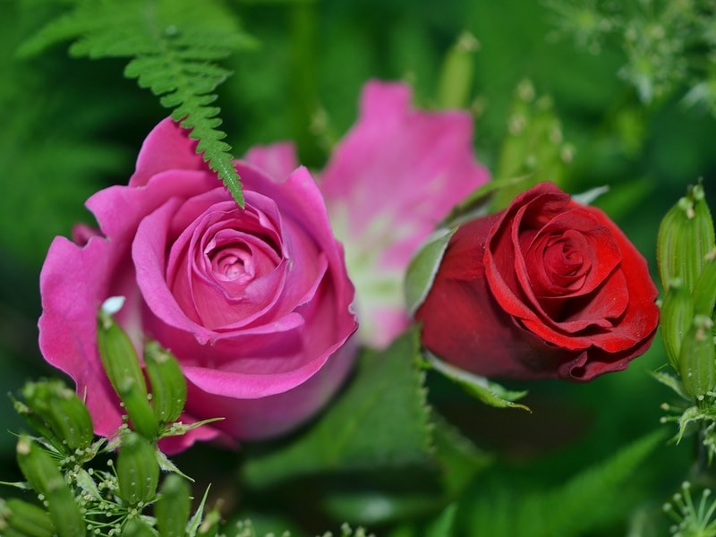 Pink and Red roses